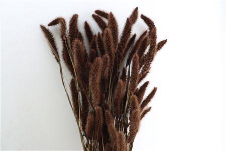 <h4>Dried Setaria X5 Brown Bunch</h4>