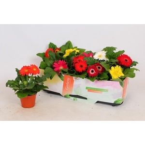 GERB OPEN AIR GEM