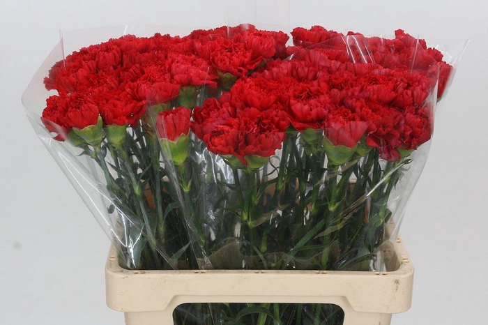 <h4>Dianthus St Arona</h4>