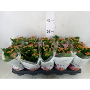 Kalanchoe blos. 'RosDon Justino'