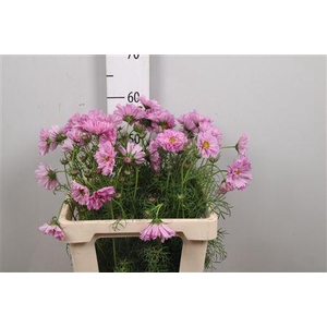 Cosmos Bipin Pink