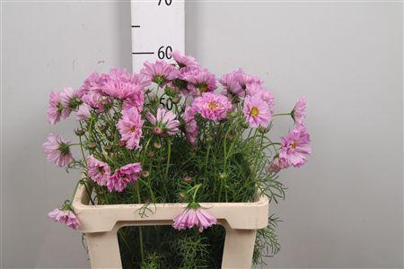 <h4>Cosmos Bipin Pink</h4>