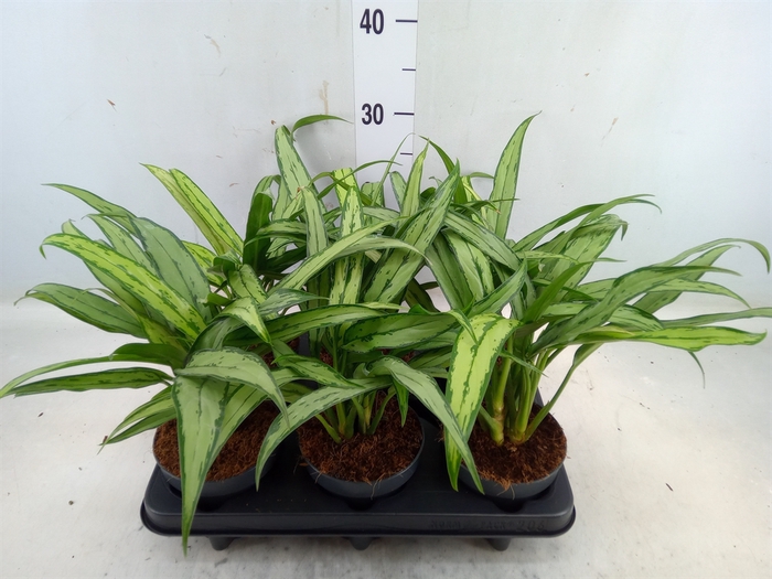 <h4>Aglaonema  'Cutlass'</h4>