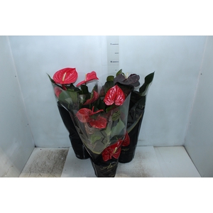 ANTHURIUM VARIADO P17 PREMIUM