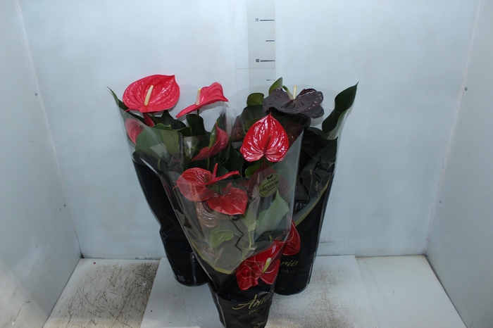 <h4>ANTHURIUM VARIADO P17 PREMIUM</h4>