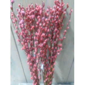 SALIX KATJE ROOD L70