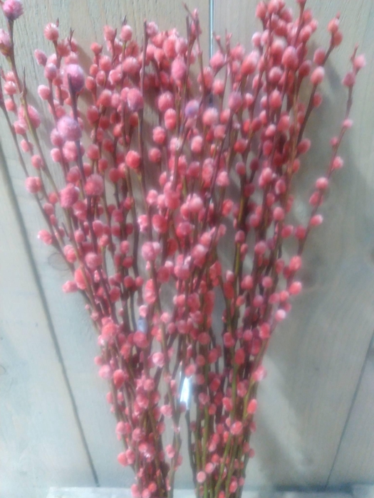 <h4>SALIX KATJE ROOD L70</h4>