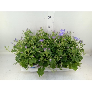 Pericallis cr. 'Senetti Lavender'
