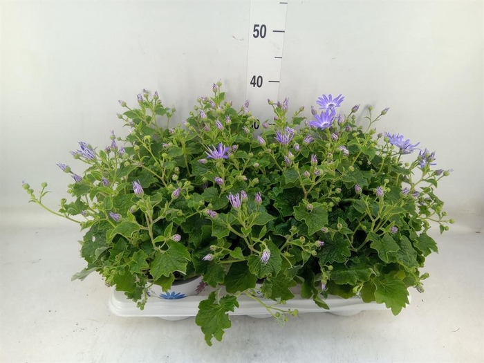 <h4>Pericallis cr. 'Senetti Lavender'</h4>