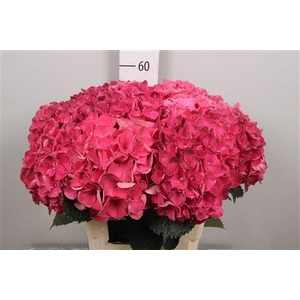 Hydr M Mag Pink Ruby