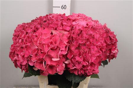 <h4>Hydr M Mag Pink Ruby</h4>