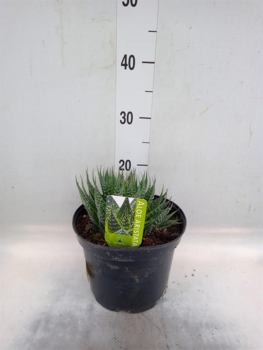 <h4>Aloe   ...mix</h4>