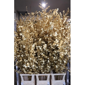 Euca Cinerea Klbh Antique Gold 200cm