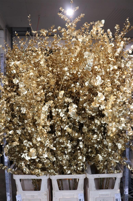 <h4>Euca Cinerea Klbh Antique Gold 200cm</h4>