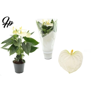 Anthurium 12 cm Cocos in Couture sleeve