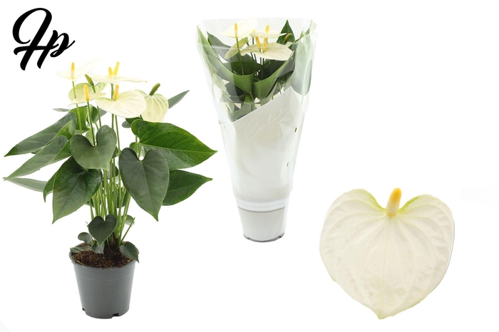 <h4>Anthurium 12 cm Cocos in Couture sleeve</h4>