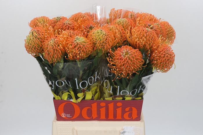 Nutans Ayoba Peach