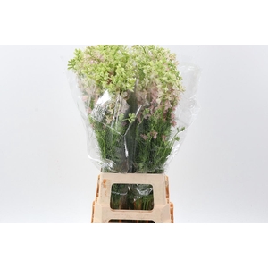 Cons R Q Pink Perfection