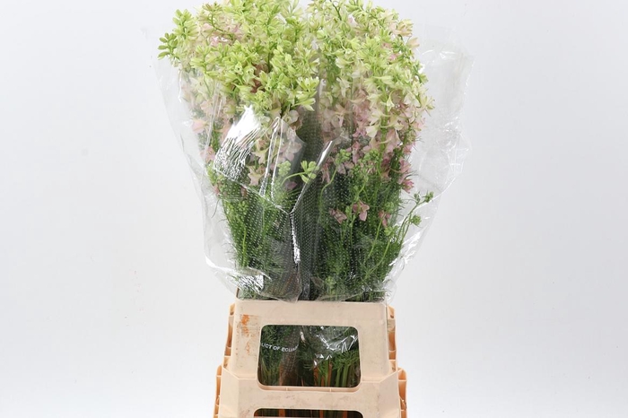 <h4>Cons R Q Pink Perfection</h4>