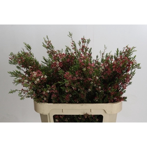 Chame Un My Sweet 16