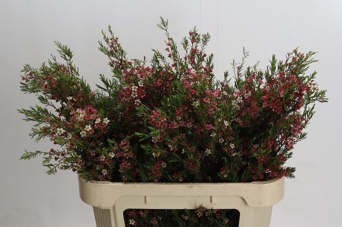 <h4>Chame Un My Sweet 16</h4>