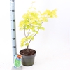 Acer shirasawanum Jordan