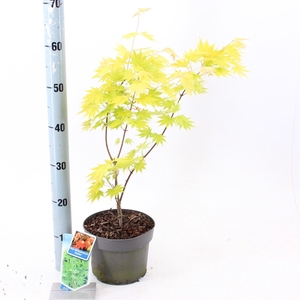 Acer shirasawanum Jordan