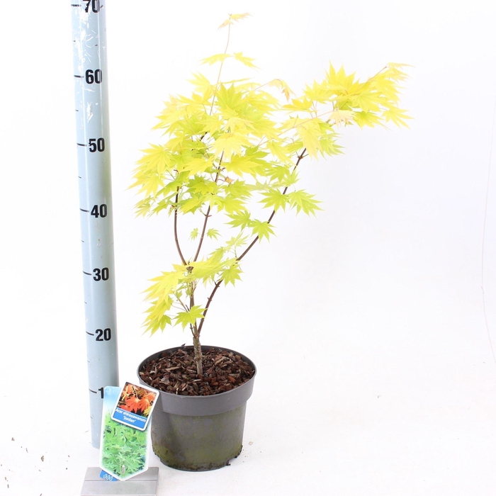<h4>Acer shirasawanum Jordan</h4>