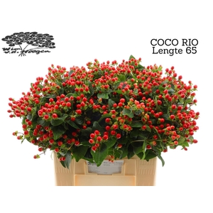 HYP COCO RIO