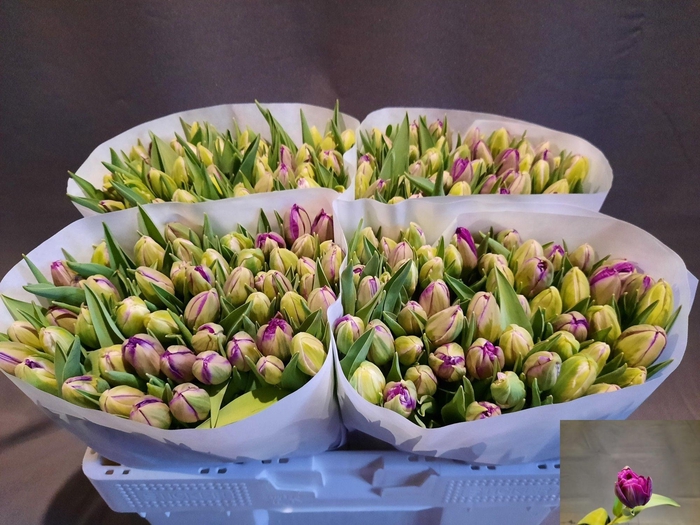 <h4>TU DU PURPLE PION</h4>