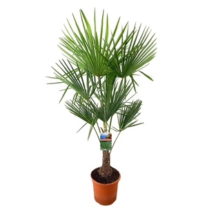 Trachycarpus fortunei