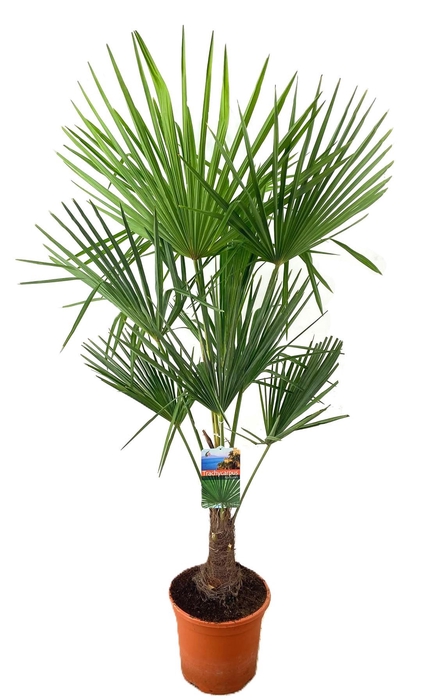 <h4>Trachycarpus fortunei</h4>
