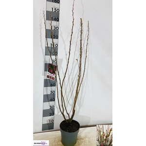 RIBES SA KING ED VII