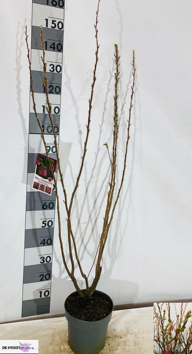 <h4>RIBES SA KING ED VII</h4>