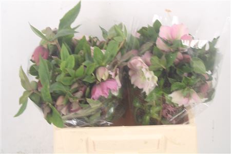 <h4>Helleborus Double Ellen Pink</h4>