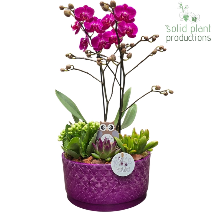 <h4>PE004 Stella Purple Echeveria</h4>