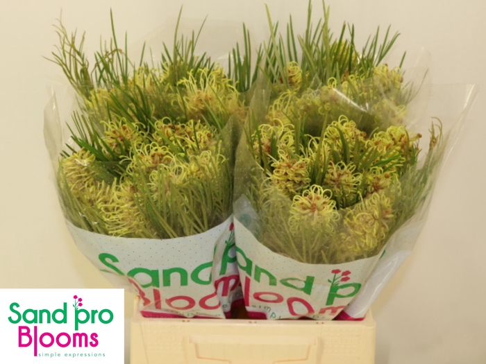 <h4>GREVI SPIDERMAN</h4>