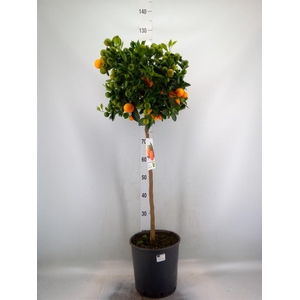 Citrus   ...