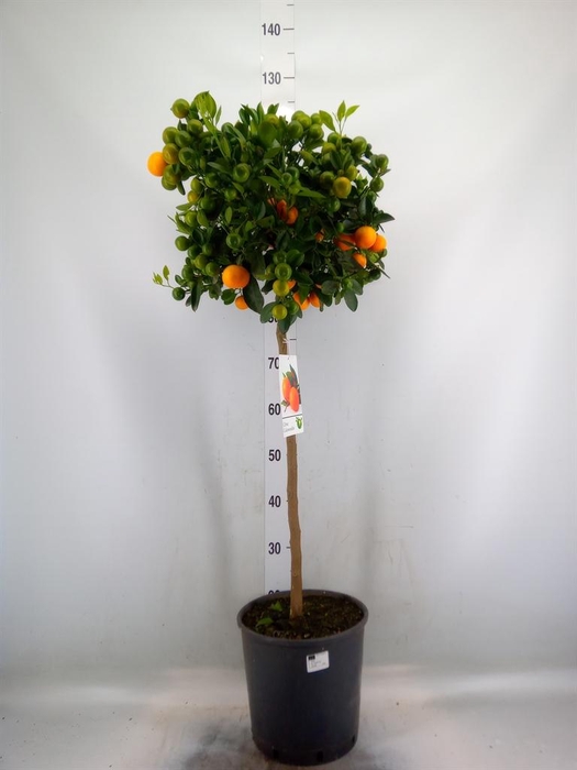 <h4>Citrus   ...</h4>