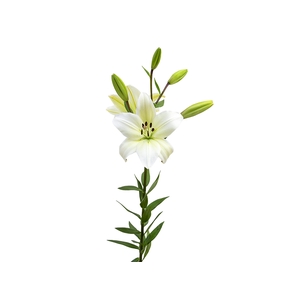 LIRIO LITOUWEN 070 CM HA 2/4 FLS