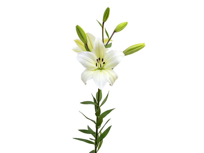 <h4>LIRIO LITOUWEN 070 CM HA 2/4 FLS</h4>