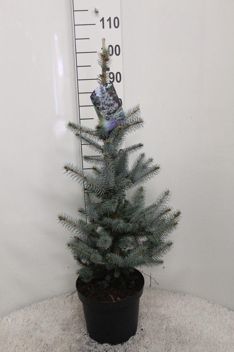 <h4>Picea pungens 'Edith' P26 potgedrukt</h4>