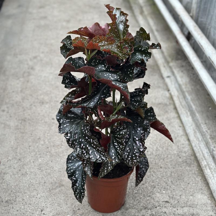 BEGONIA MACULATA P19 CRACKLIN ROSIE