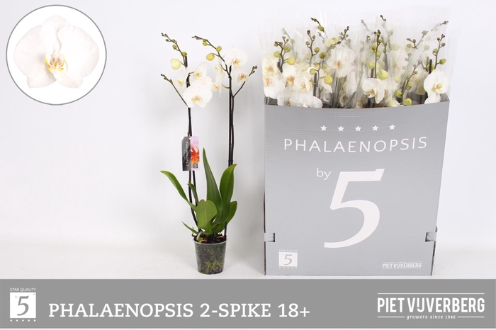 <h4>PHAL OV WIT</h4>