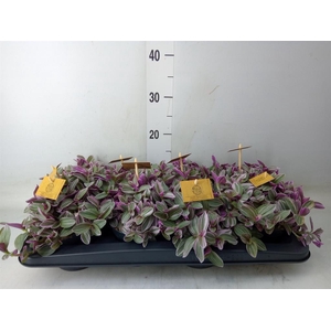 Tradescantia cerinth. 'Sweetness'