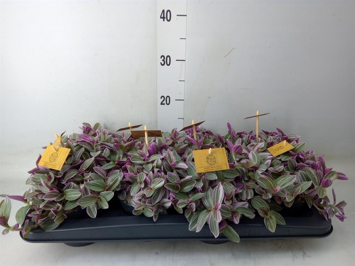 <h4>Tradescantia cerinth. 'Sweetness'</h4>