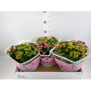 Kalanchoe blos.   ..rosebud mix/pot
