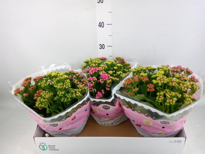 <h4>Kalanchoe blos.   ..rosebud mix/pot</h4>