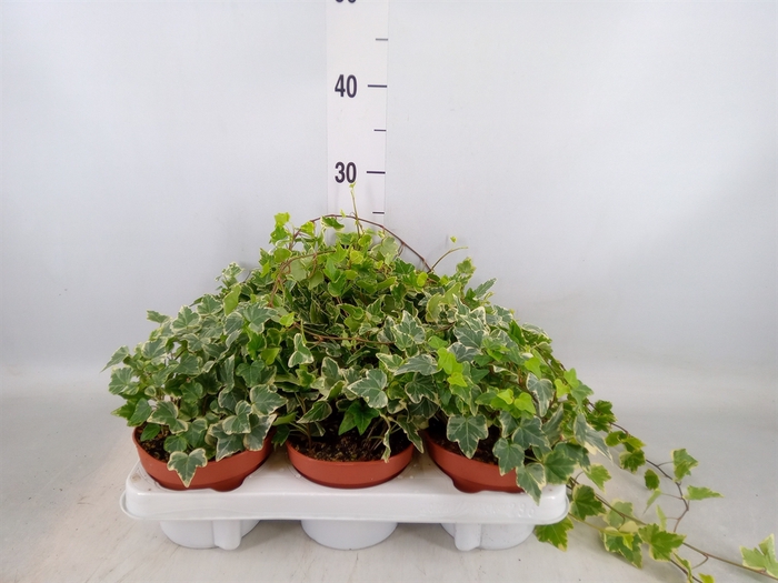 <h4>Hedera helix 'White Wonder'</h4>