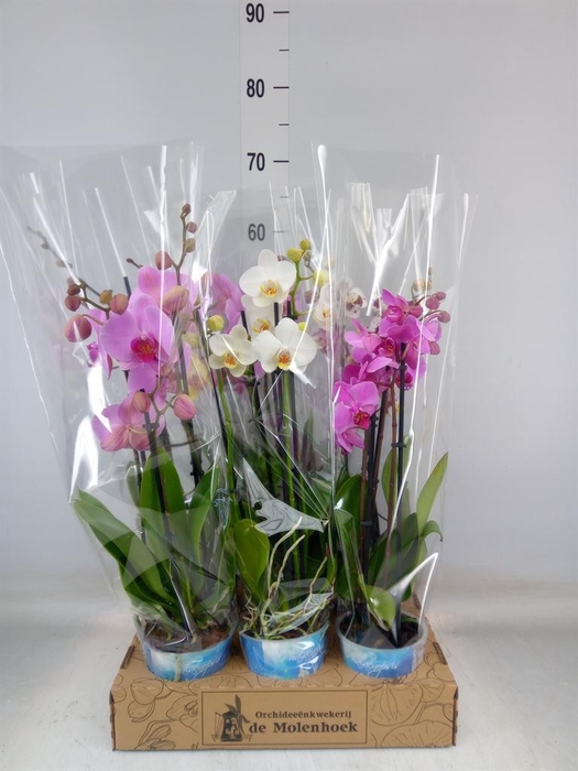 <h4>Phalaenopsis   ...mix  4</h4>